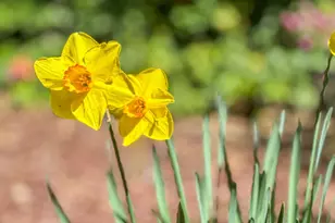 17981 Rose Ct, Monte Sereno, CA 95030 - Photo 53