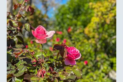 17981 Rose Ct, Monte Sereno, CA 95030 - Photo 49