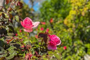 17981 Rose Ct, Monte Sereno, CA 95030 - Photo 49