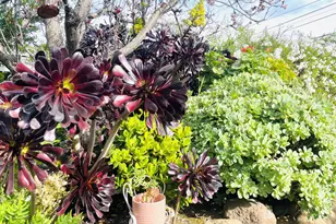 2506 Ralston Ave, Belmont, CA 94002 - Photo 67