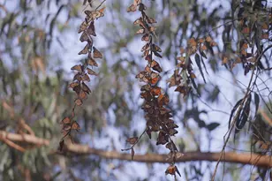 118 Rankin St, Santa Cruz, CA 95060 - Photo 33