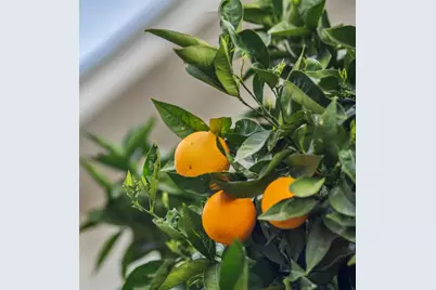 174 Villa Ave, Los Gatos, CA 95030 - Photo 39