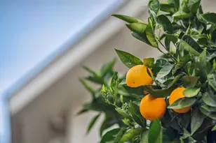 174 Villa Ave, Los Gatos, CA 95030 - Photo 39