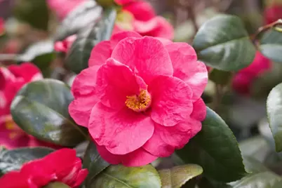 1784 Kimberly Dr, Sunnyvale, CA 94087 - Photo 43