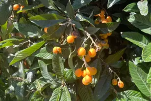 757 Salt Lake Dr, San Jose, CA 95133 - Photo 75