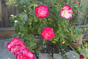 757 Salt Lake Dr, San Jose, CA 95133 - Photo 77