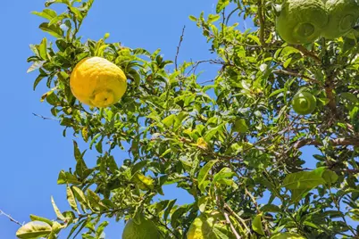 1372 Marlin Ave, Foster City, CA 94404 - Photo 77