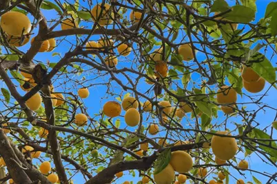 799 Borregas, Sunnyvale, CA 94085 - Photo 35