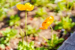 214 Fairmount Ave, Santa Cruz, CA 95062 - Photo 95