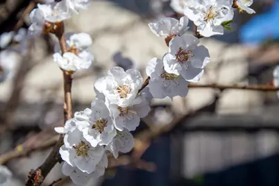 225 Mount Hermon Rd 19A, Scotts Valley, CA 95066 - Photo 25