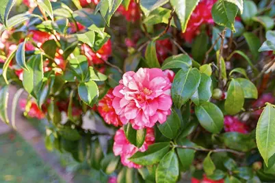 20483 Glen Brae Dr, Saratoga, CA 95070 - Photo 39