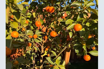 2121 Francis Ave, Santa Clara, CA 95051 - Photo 25