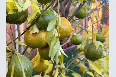 2121 Francis Ave, Santa Clara, CA 95051 - Photo 27