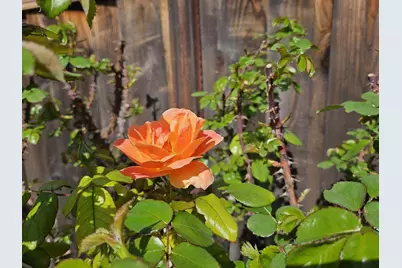 4426 Desin Dr, San Jose, CA 95118 - Photo 41