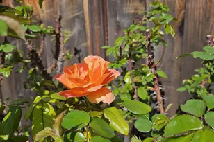 4426 Desin Dr, San Jose, CA 95118 - Photo 41