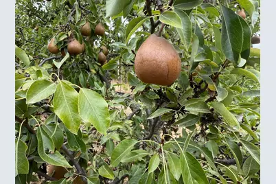 24854 Skyland Rd, Los Gatos, CA 95033 - Photo 69