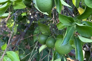 24854 Skyland Rd, Los Gatos, CA 95033 - Photo 73