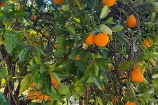 24854 Skyland Rd, Los Gatos, CA 95033 - Photo 79