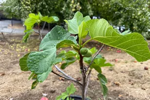 24854 Skyland Rd, Los Gatos, CA 95033 - Photo 69