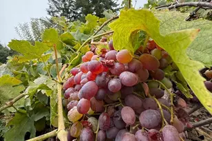 24854 Skyland Rd, Los Gatos, CA 95033 - Photo 77