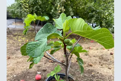 24854 Skyland Rd, Los Gatos, CA 95033 - Photo 67