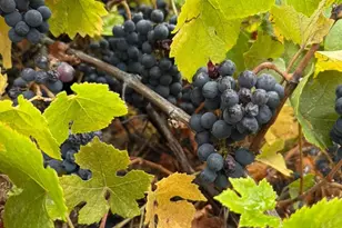 24854 Skyland Rd, Los Gatos, CA 95033 - Photo 75