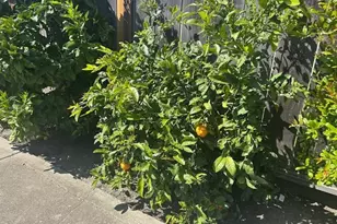 710 Campus Ave, Salinas, CA 93901 - Photo 29