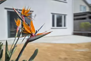 408 Tanoak St, Hollister, CA 95023 - Photo 39