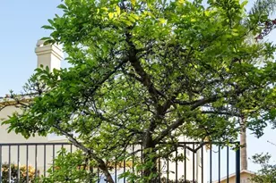 2231 Quail Bluff Ct, San Jose, CA 95121 - Photo 81