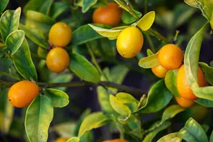 2231 Quail Bluff Ct, San Jose, CA 95121 - Photo 85