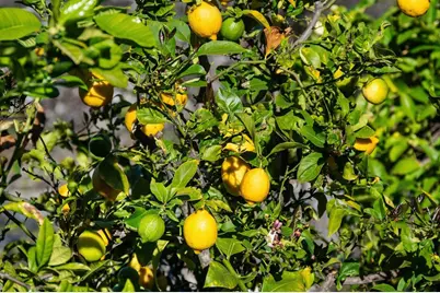 2231 Quail Bluff Ct, San Jose, CA 95121 - Photo 85