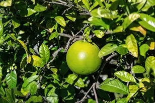 2231 Quail Bluff Ct, San Jose, CA 95121 - Photo 83