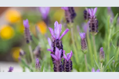 4970 Cherry Ave 115, San Jose, CA 95118 - Photo 15