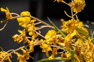 4970 Cherry Ave 115, San Jose, CA 95118 - Photo 19