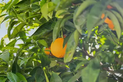 830 Monte Rosa Dr, Menlo Park, CA 94025 - Photo 81