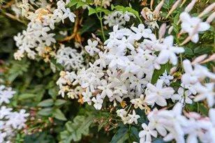 36421 Bendel Terrace, Fremont, CA 94536 - Photo 61