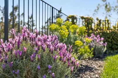 15715 Gum Tree Ln, Los Gatos, CA 95032 - Photo 129