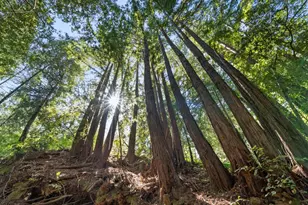 26650 Soquel San Jose Rd, Los Gatos, CA 95033 - Photo 53