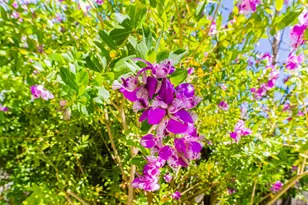 25215 Azalea Ct, Salinas, CA 93908 - Photo 15