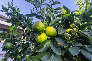 813 Pajaro St, Salinas, CA 93901 - Photo 51