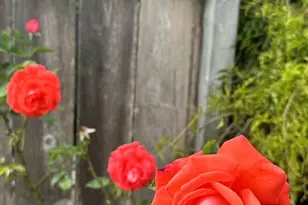 370 Goodwin Dr, San Bruno, CA 94066 - Photo 57