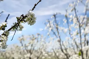 3465 Susie Ln, Gilroy, CA 95020 - Photo 31