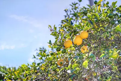 97 Logan St, Watsonville, CA 95076 - Photo 53