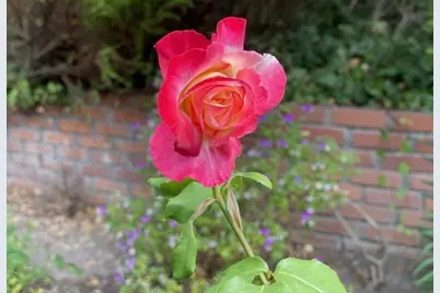 25349 Flanders Dr, Carmel, CA 93923 - Photo 37