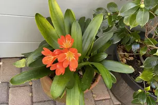 25349 Flanders Dr, Carmel, CA 93923 - Photo 43