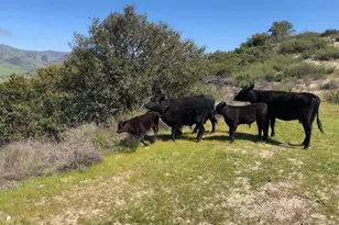 Indian Creek Ranch 36000 Carmel Valley Rd, Carmel Valley, CA 93924 - Photo 27