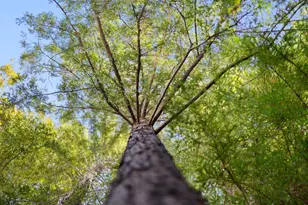 138 Stone Pine Ln, Menlo Park, CA 94025 - Photo 13