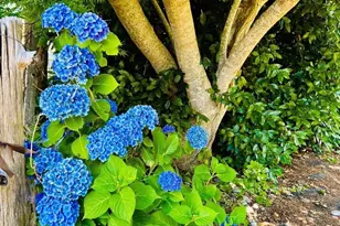 520 Redwood Rd, Whitethorn, CA 95589 - Photo 11