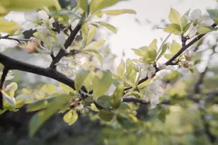 520 Redwood Rd, Whitethorn, CA 95589 - Photo 23