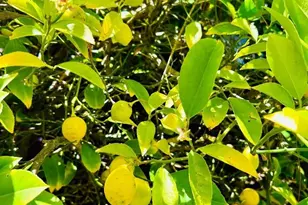 520 Redwood Rd, Whitethorn, CA 95589 - Photo 13